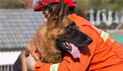 汶川地震中那只成功救出15人的军犬沈虎后来怎么样了