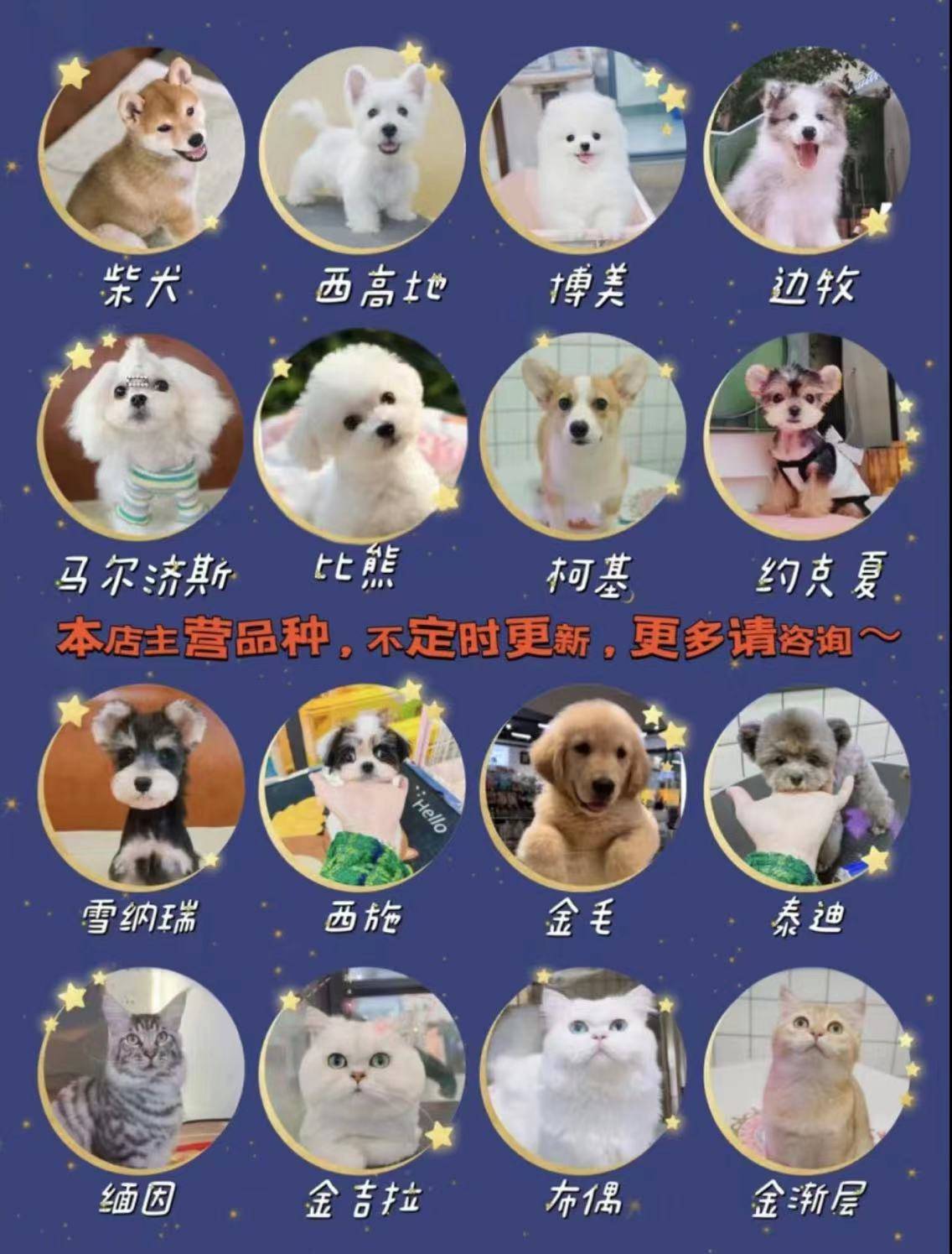 萌宝宠物们年龄大概是2到3个月大哦～～7215曼基康,银点猫,美短猫