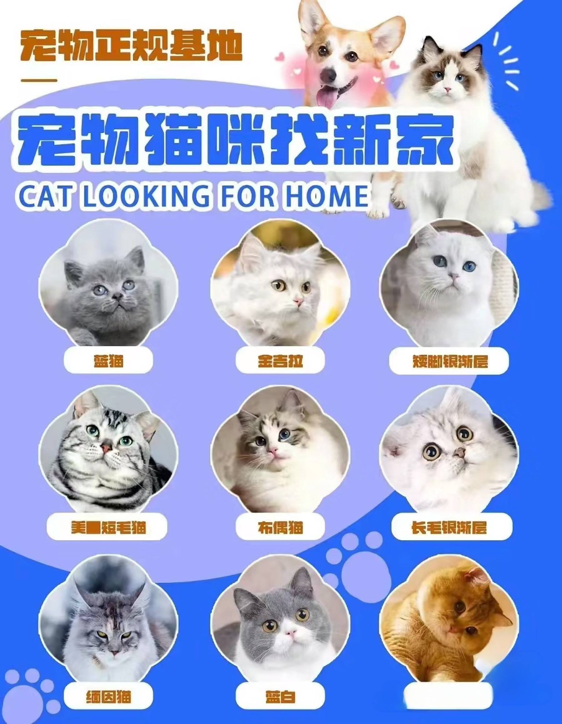 杭州买宠物猫狗哪里便宜