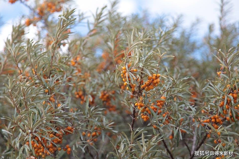 沙棘种子出苗慢,成活率低?试试加点农林保水剂!_施入量_中国_指数