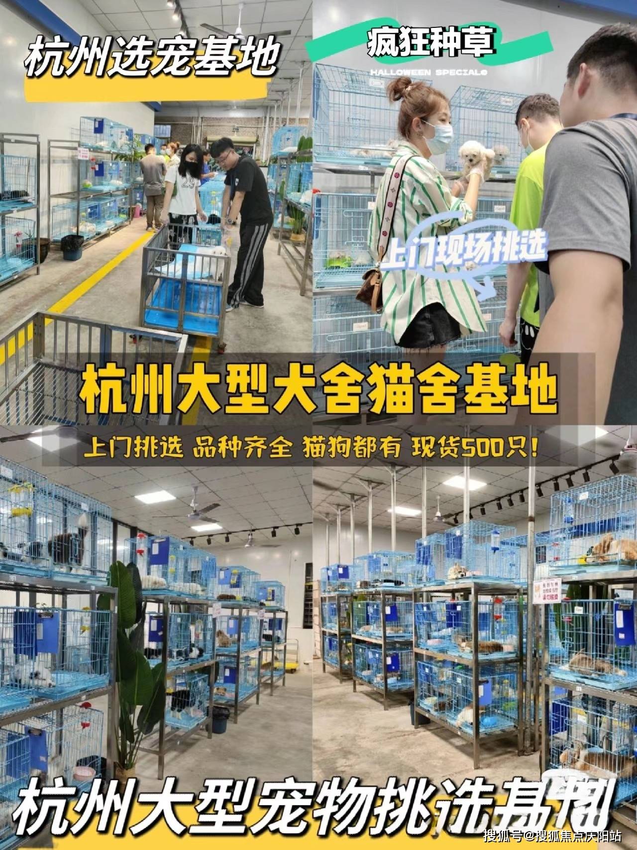 杭州買銀漸層去哪裡買杭州買銀漸層這裡安全可靠可實體店挑選寵物