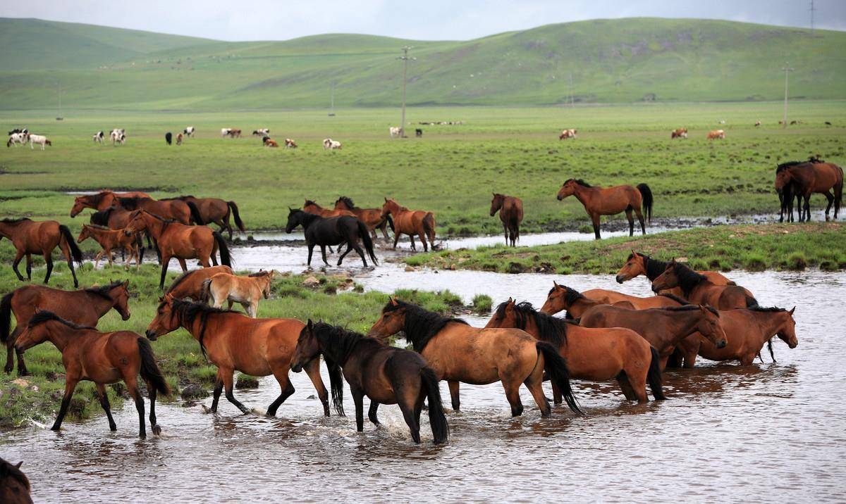 原创蒙古马都排不上中国三大名马多少徒有虚名