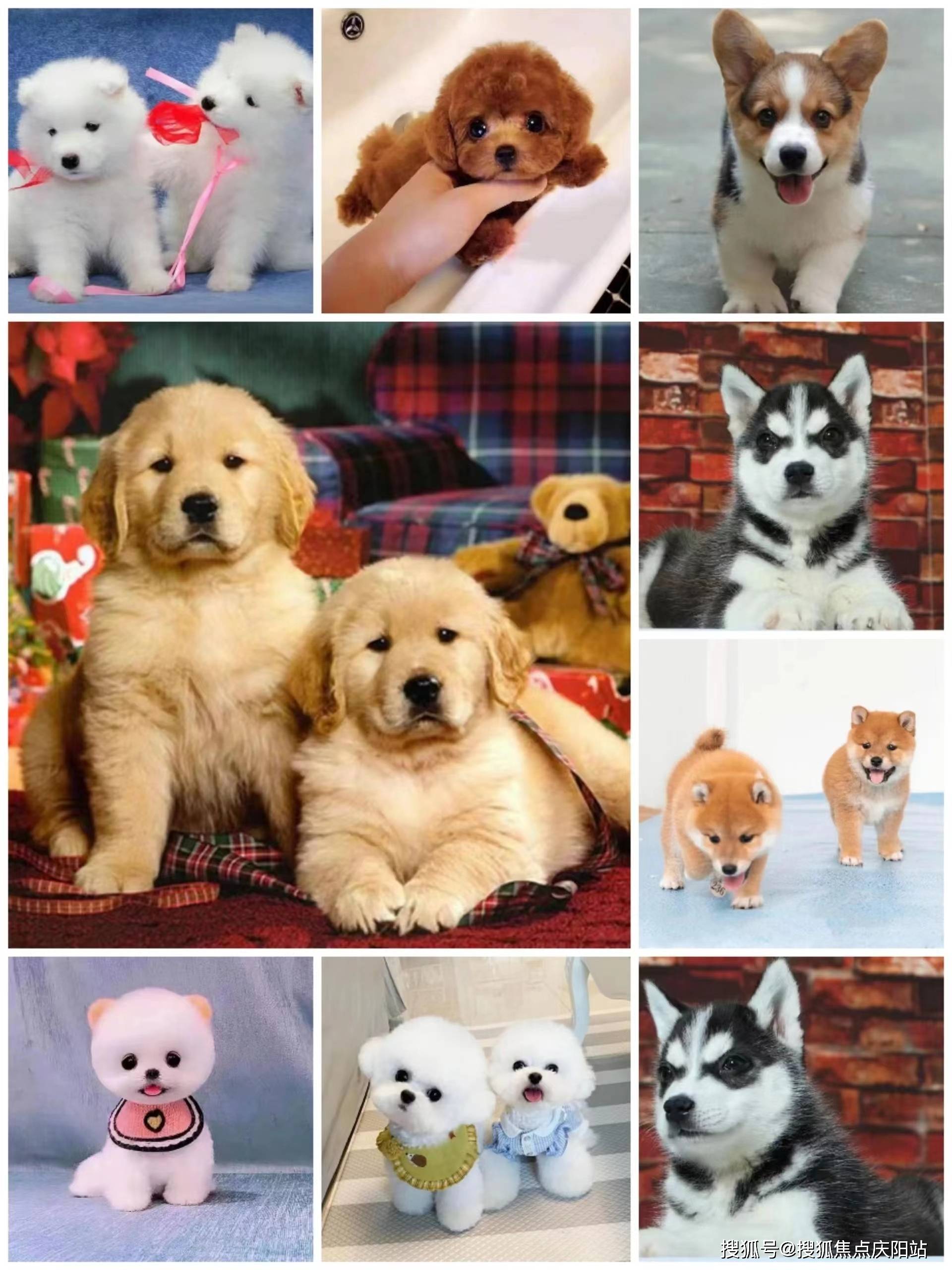 哪里正规犬舍猫舍基地西安哪里正规犬舍猫舍基地首页网站丨买宠物详情