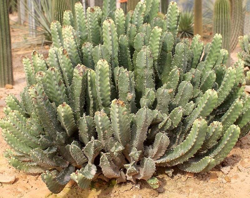 仙人球怎么养仙人球的养殖方法