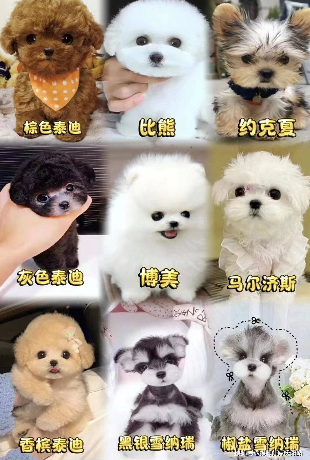西安买银渐层猫咪的地方西安买银渐层猫咪这里安全可靠
