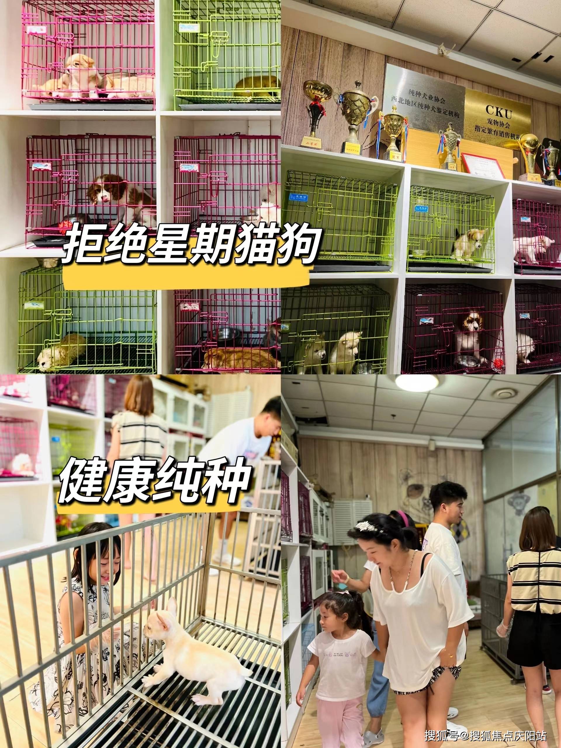 西安买阿拉斯加哪里有实体店西安买阿拉斯加这里安全可靠可实体店挑选