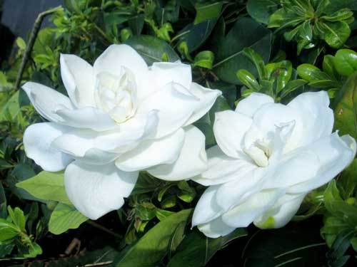 栀子花什么时候开_芳香_观赏植物_开花