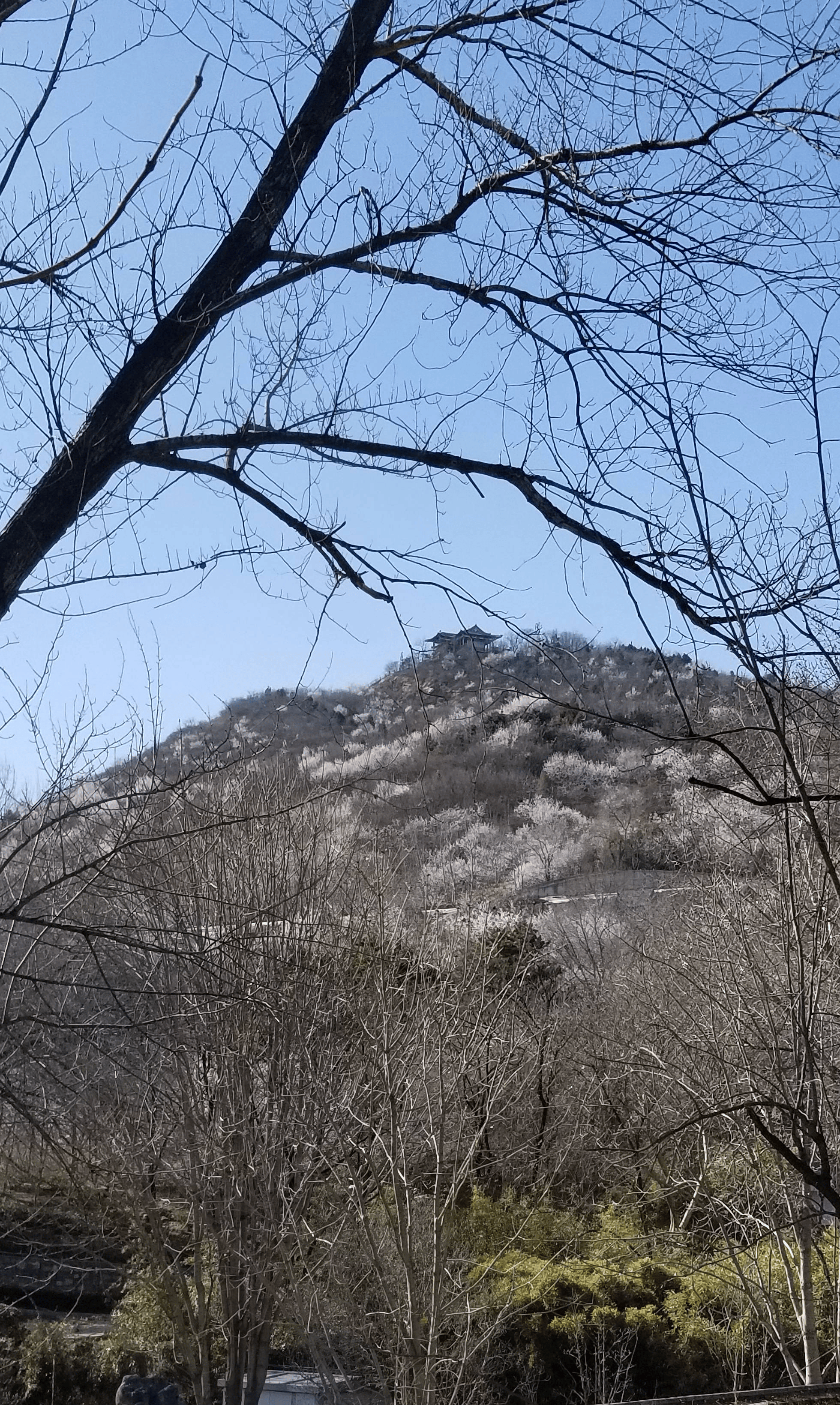 原创北京唯一4a级山地森林型景区桃花递开映照白塔红崖黑天鹅春色景致