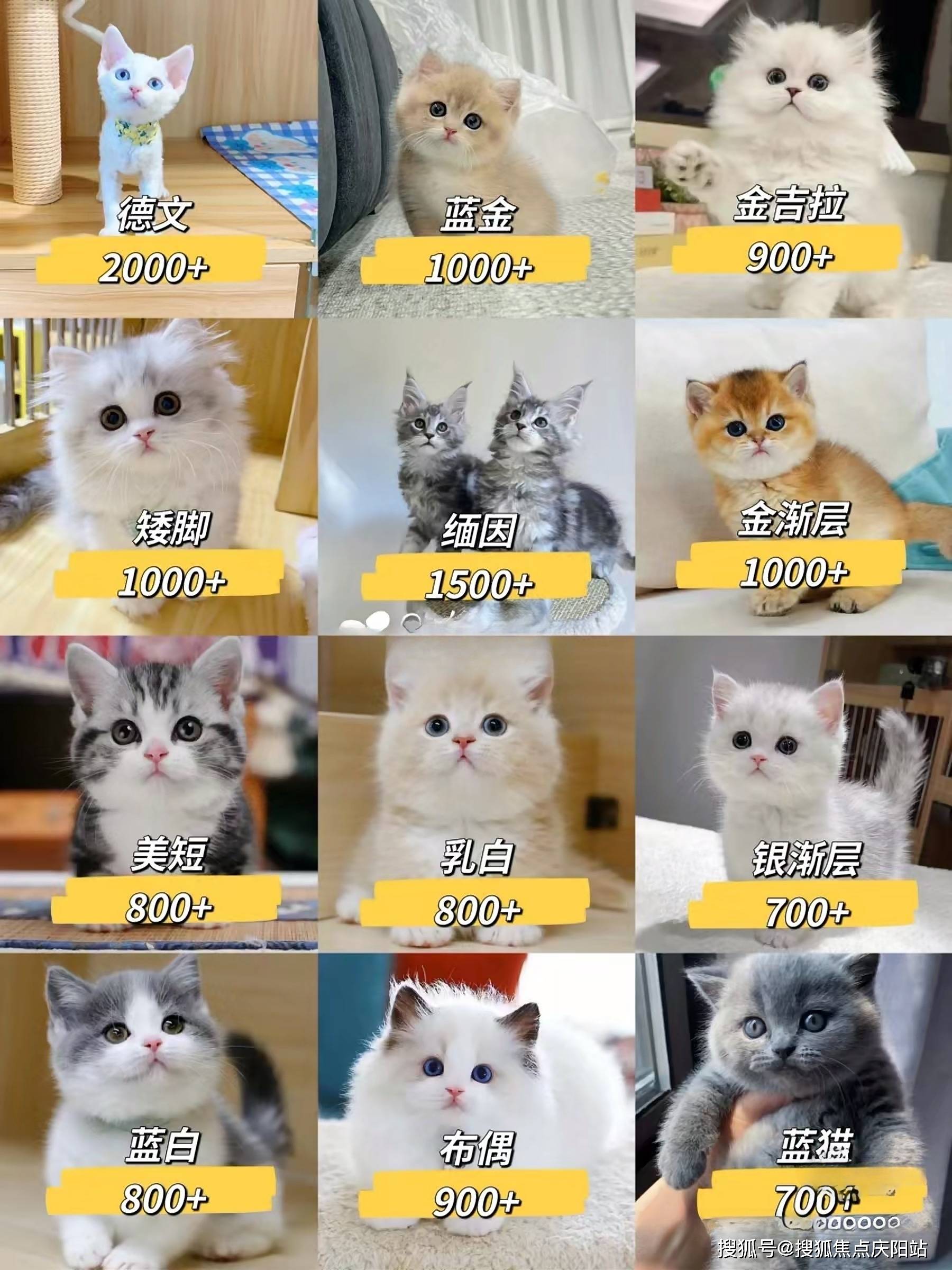 狗狗也有多个品种可供选择,如比熊,博美,马尔济斯,约克夏,西高地,泰迪