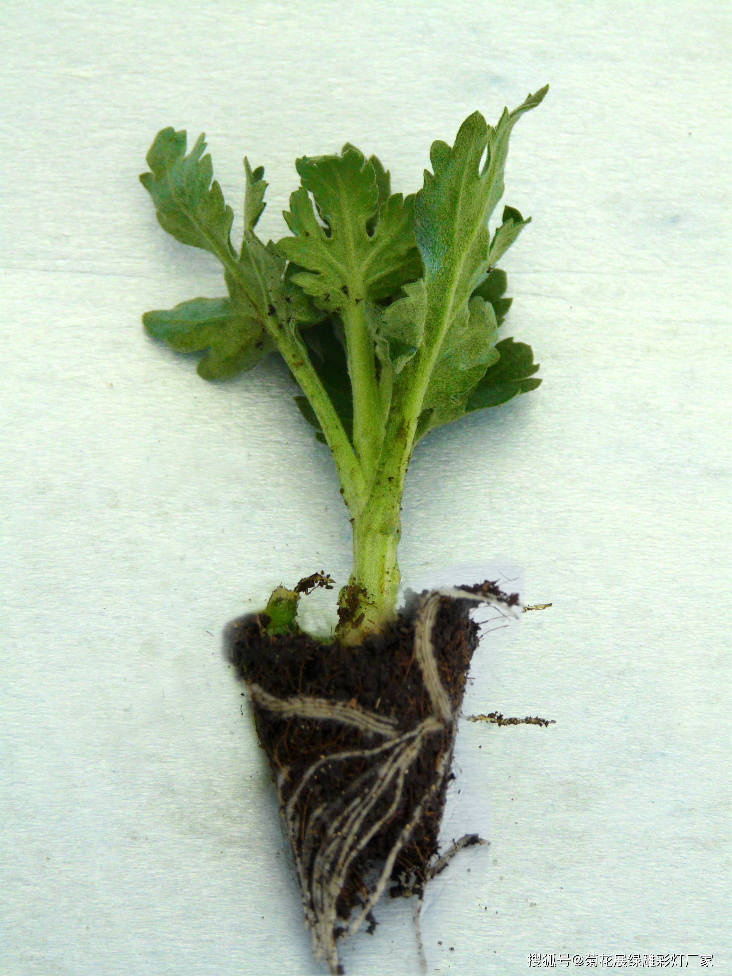 菊花苗购买需要做哪些准备(开封菊花苗种植批发基地)