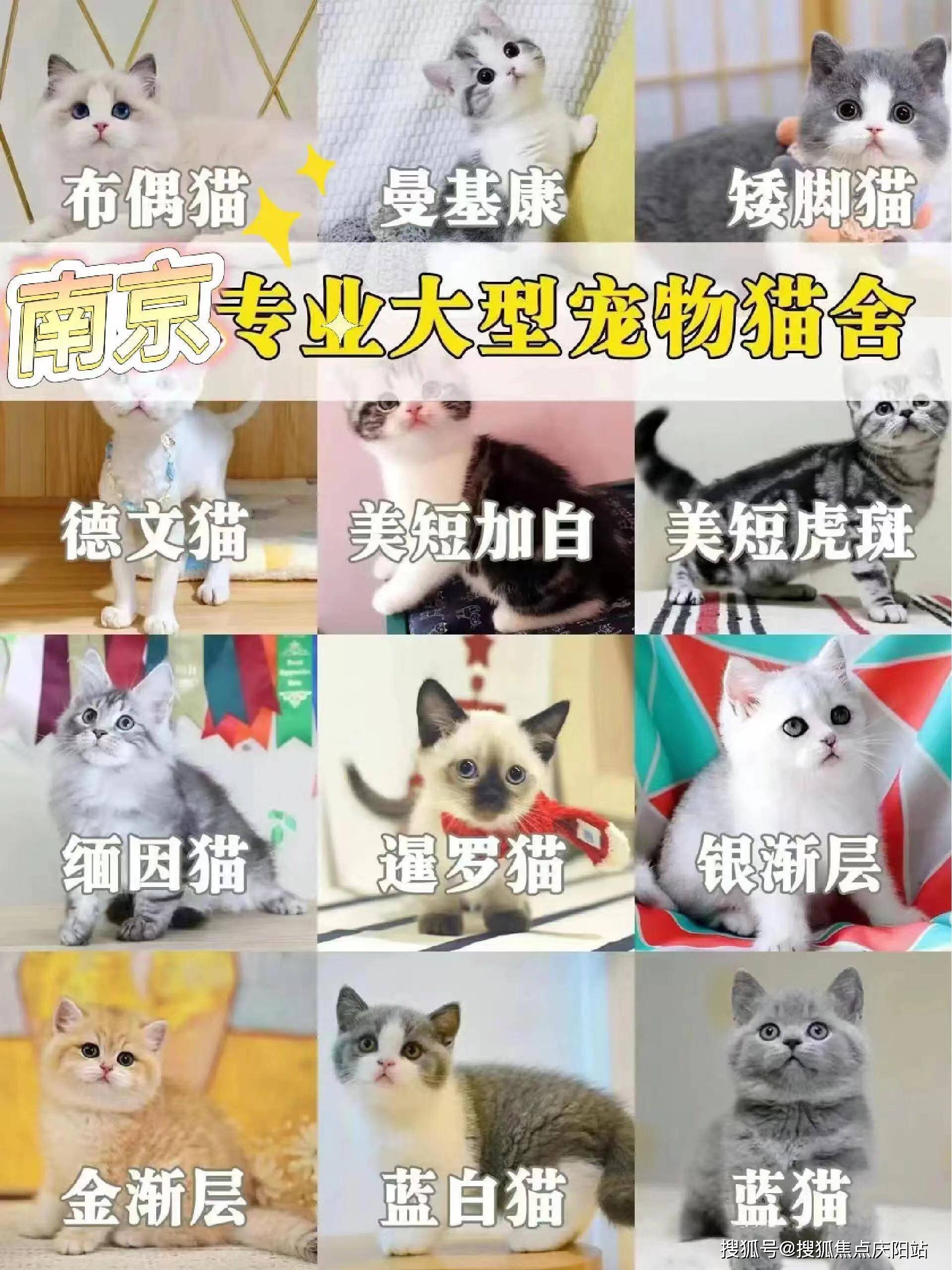 南京买宠物首页网站丨买宠物猫狗哪里便宜南京买宠物