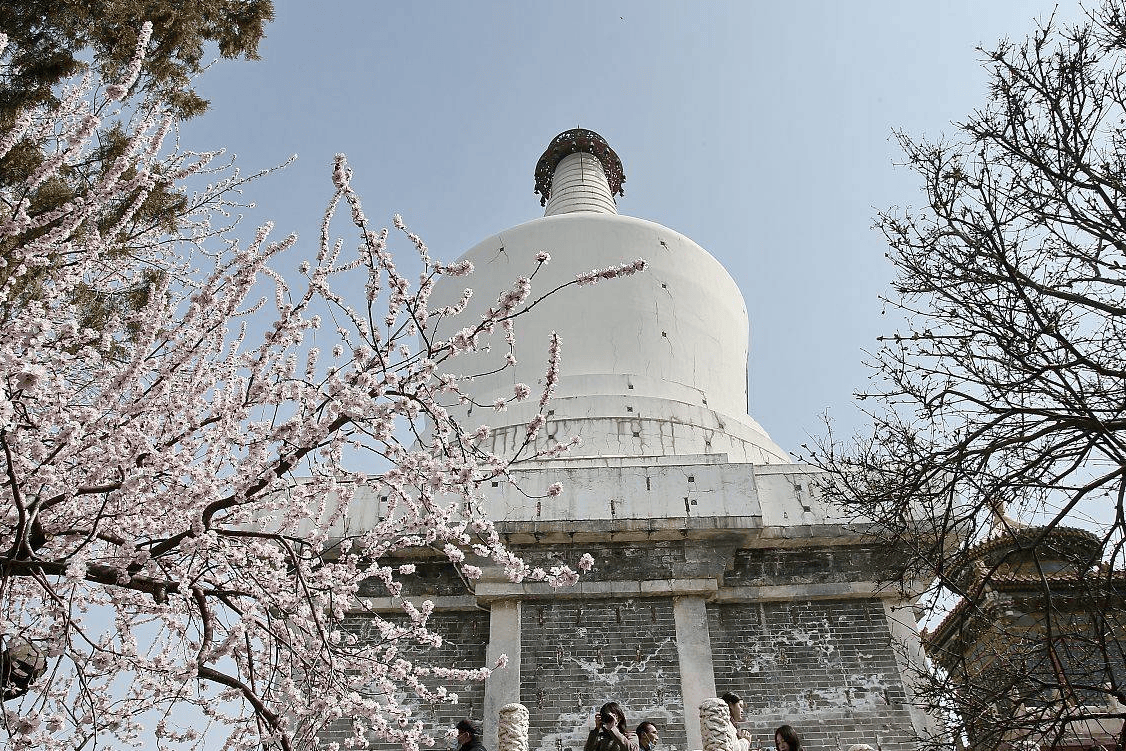 京城北海公园山桃花映白塔