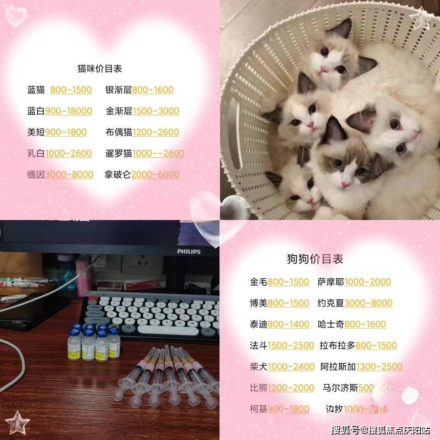 美短,起司,德文,无毛,阿比,暹罗,缅因,布偶,矮脚,拿破仑,金吉拉等等