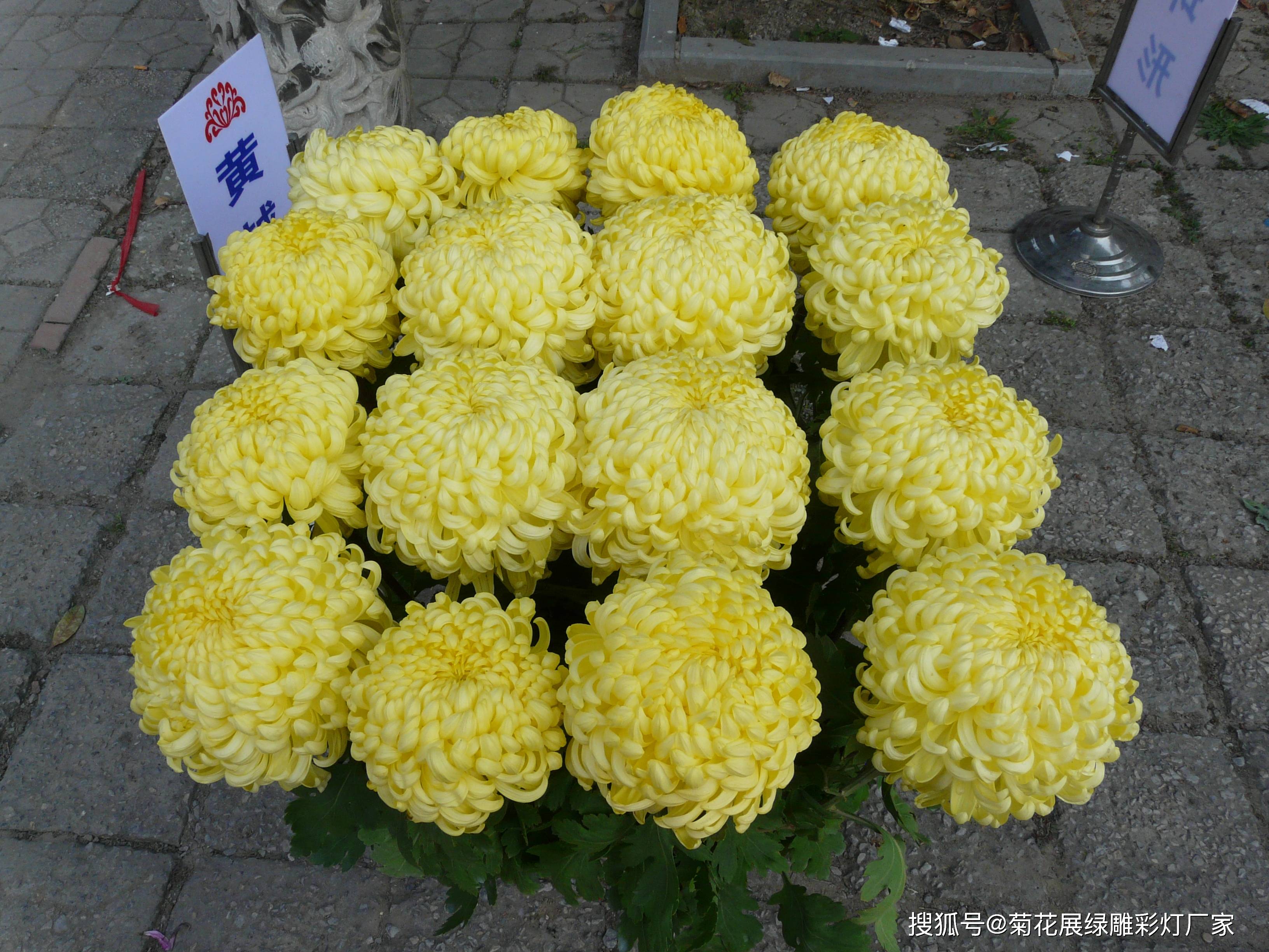 开封菊花获奖造型