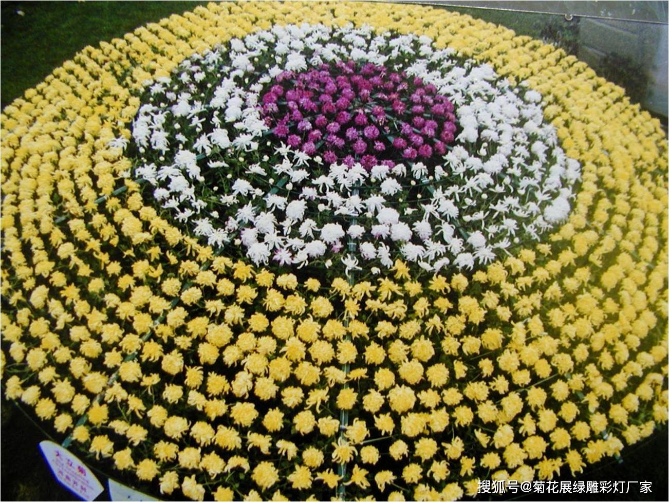 开封菊花获奖造型