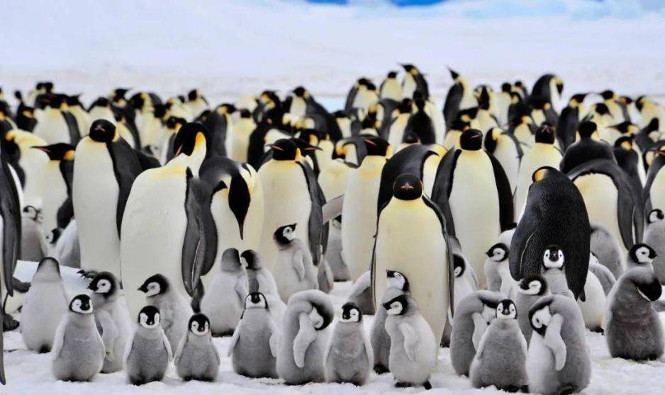 原创1983年国际会议上被请出场外中国代表当场立誓2年后一雪前耻