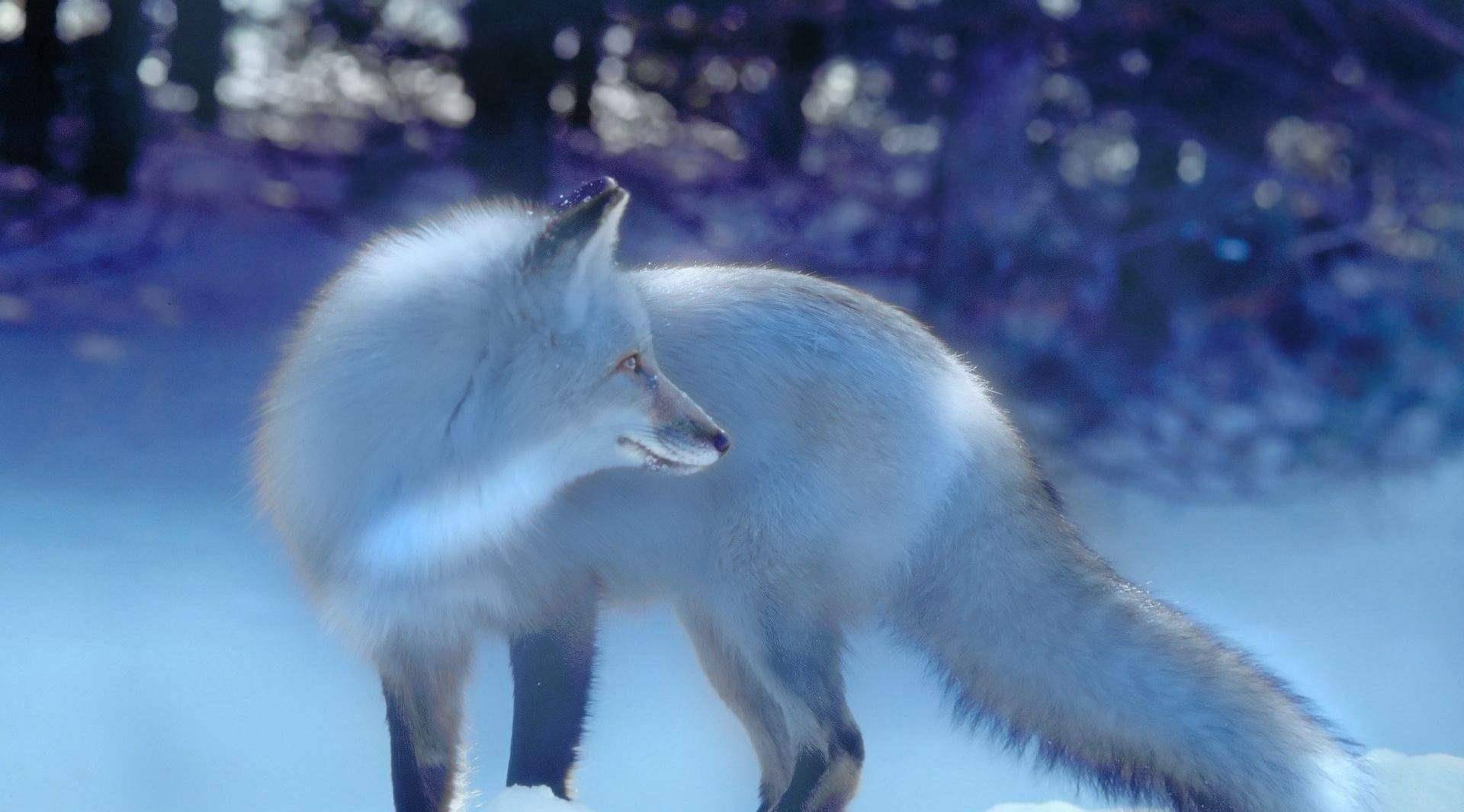 二战时期,美军曾策划对日心理战,五千"狐仙"闹东京_日本_狐狸_美国