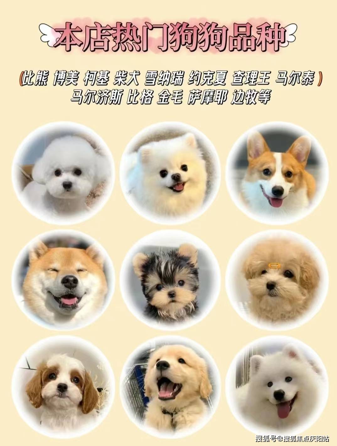 深圳龙华区买宠物首页网站(深圳龙华区)买宠物到哪里买?