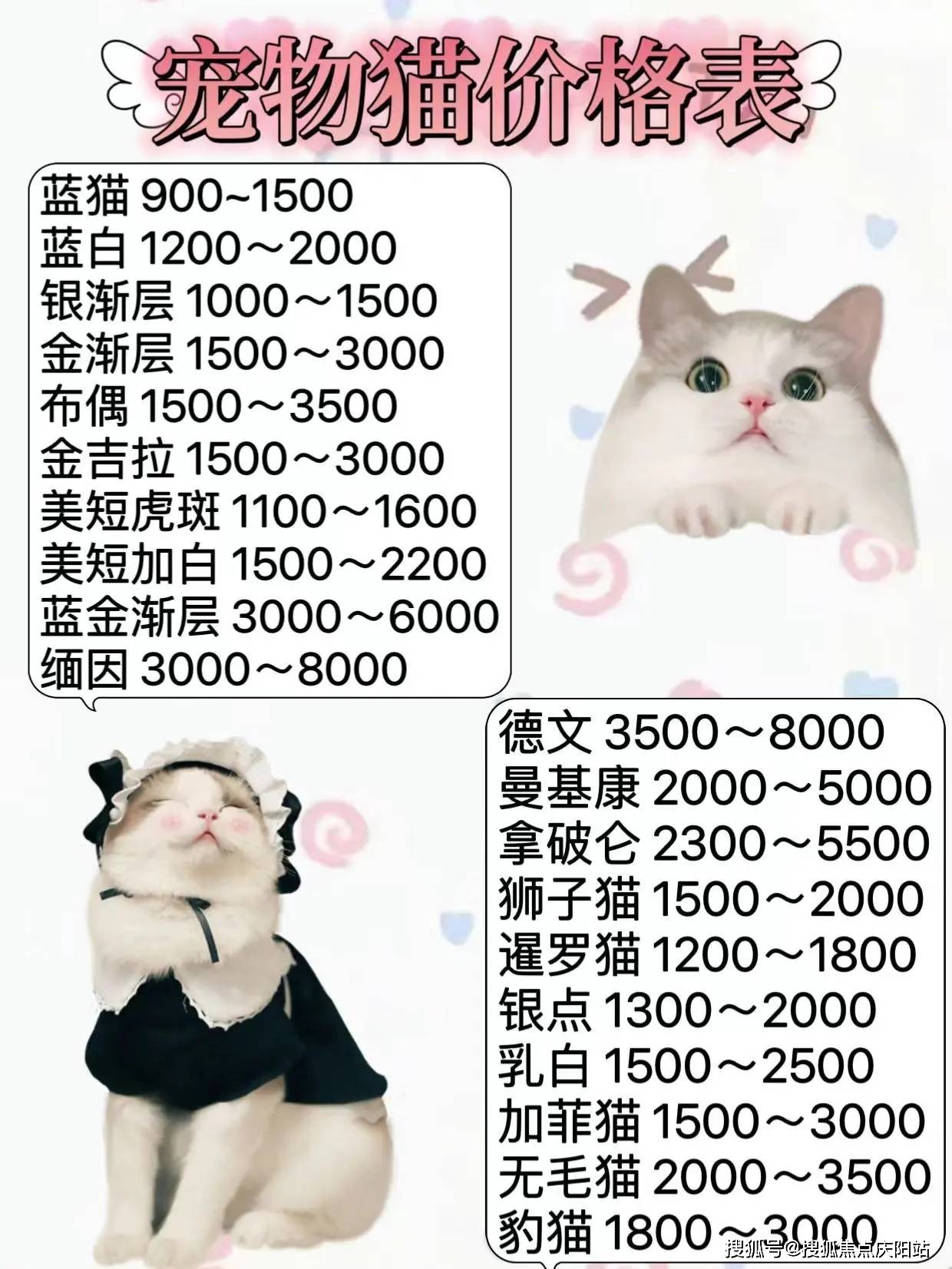 杭州边牧犬首页网站杭州边牧犬多少钱一只买丨边牧犬多少钱一只买