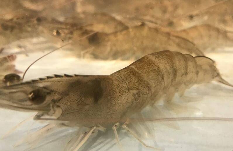 白对虾3.某些病毒也可以引起虾的红体现象.