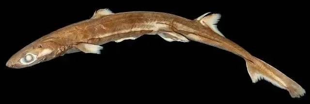 十大最强鲨鱼排名包含已灭绝的鲨鱼