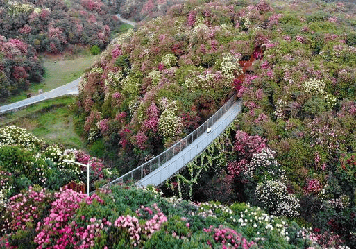 杜鹃花旅游攻略图片