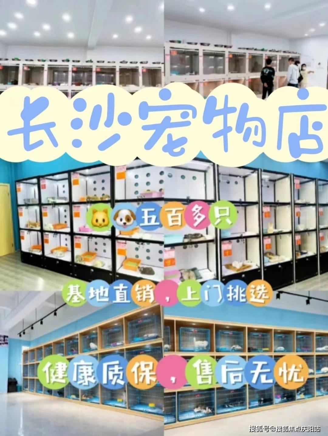长沙买宠物首页网站长沙猫狗在哪里买比较好丨猫狗在哪里买比较好