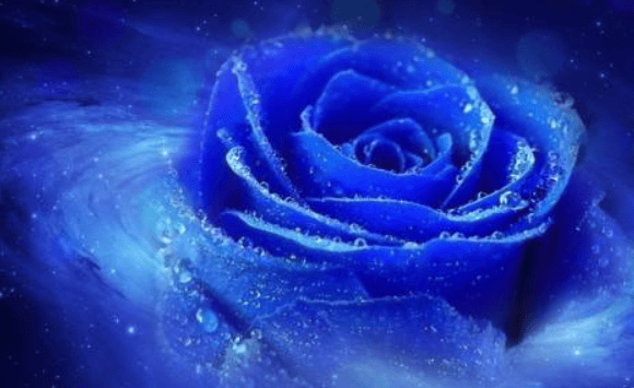 可惜事实上,市面上打着天然旗号的蓝色玫瑰,却全部都是通过染色而成