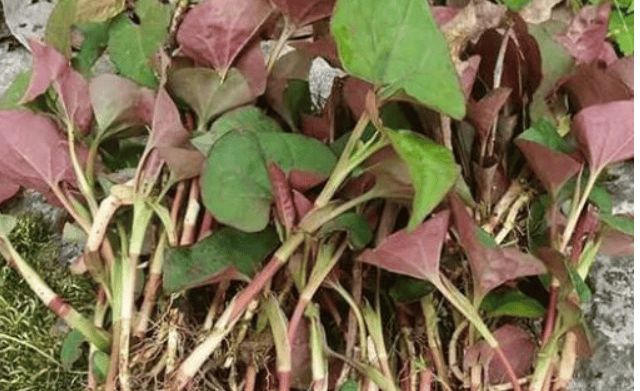 科普黑泥中的抗生素鱼腥草