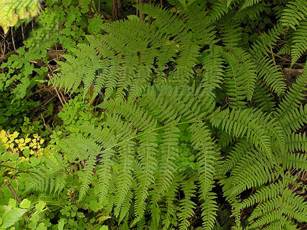 我见到的山东本土野生植物(26)中华蹄盖蕨