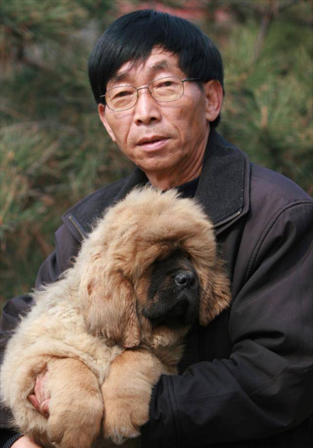 被誉为"中国藏獒之父"的王占奎,育养了一只名为"中原"的藏獒犬,他精心