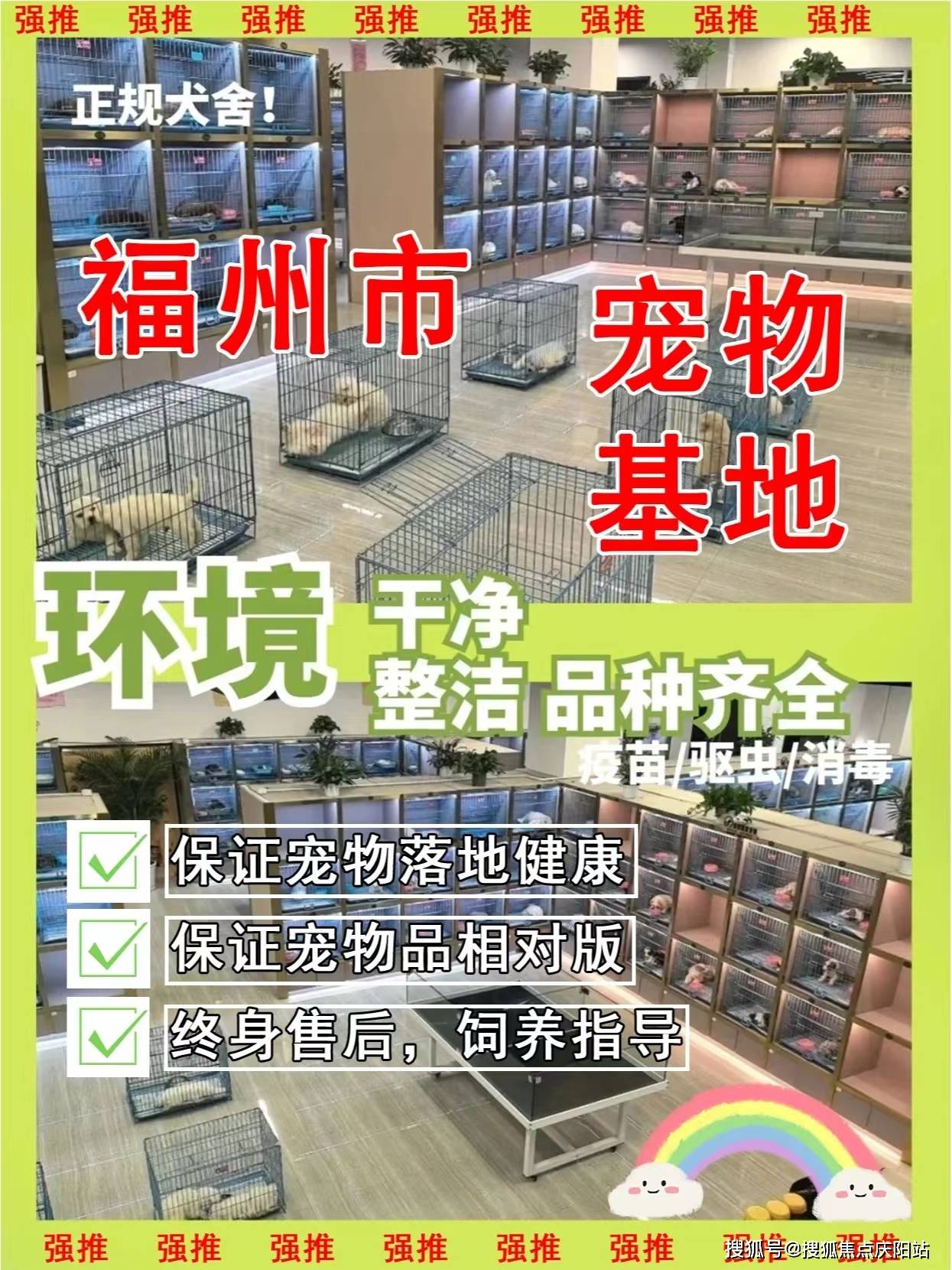 福州买银渐层首页网站丨银渐层猫多少钱一只福州银渐层猫多少钱一只丨