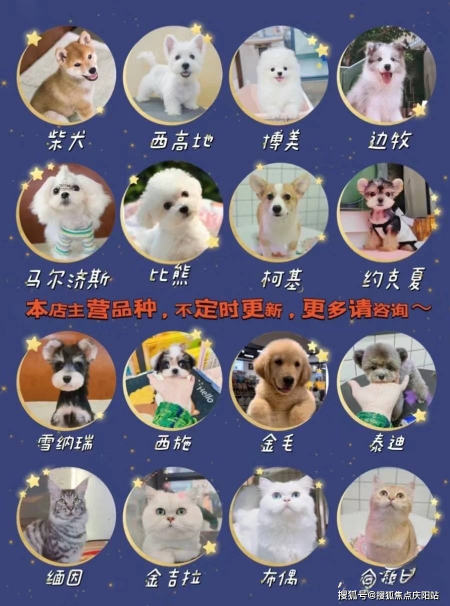 我们诚挚邀请你来加入我们,一起享受比熊犬带