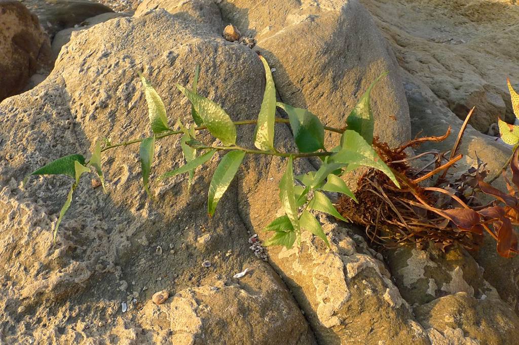 我见到的山东本土野生植物(28)全缘贯众