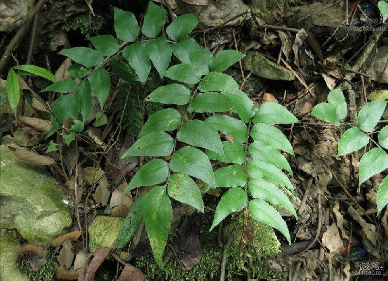 我见到的山东本土野生植物(27)贯众