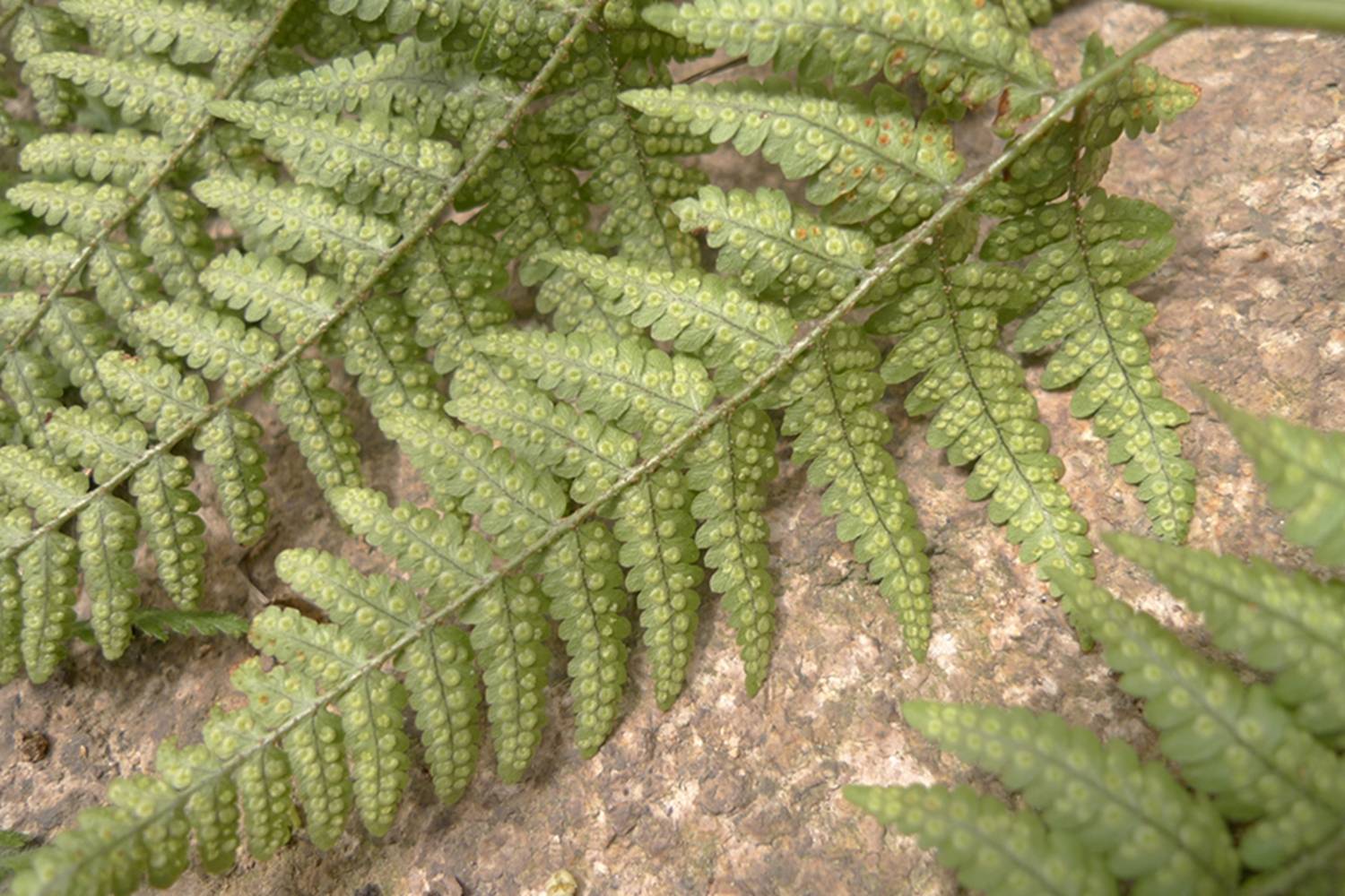 我见到的山东本土野生植物(29)两色鳞毛蕨