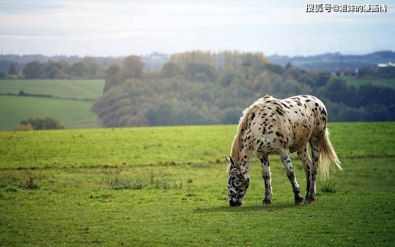 邵阳代养养殖服务让您的宠物健康成长无后顾之忧