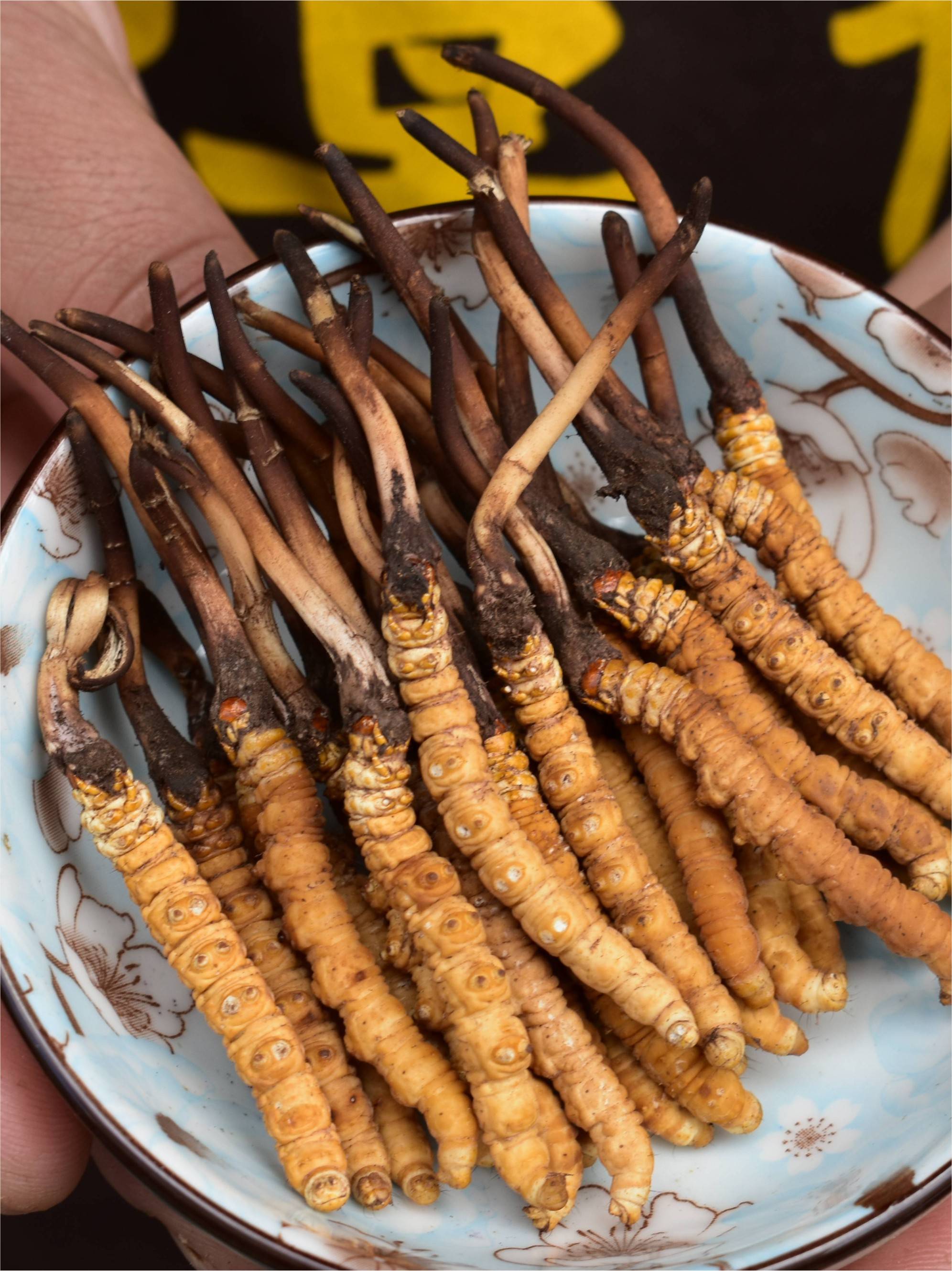 各种冬虫夏草图片大全图片