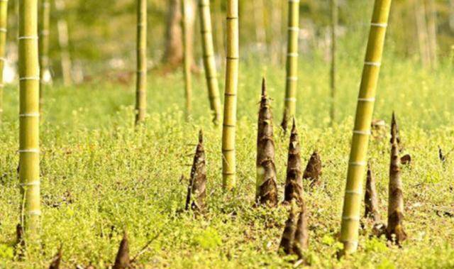 原创竹子开花马上搬家为何老人会这么说今已被科学证实