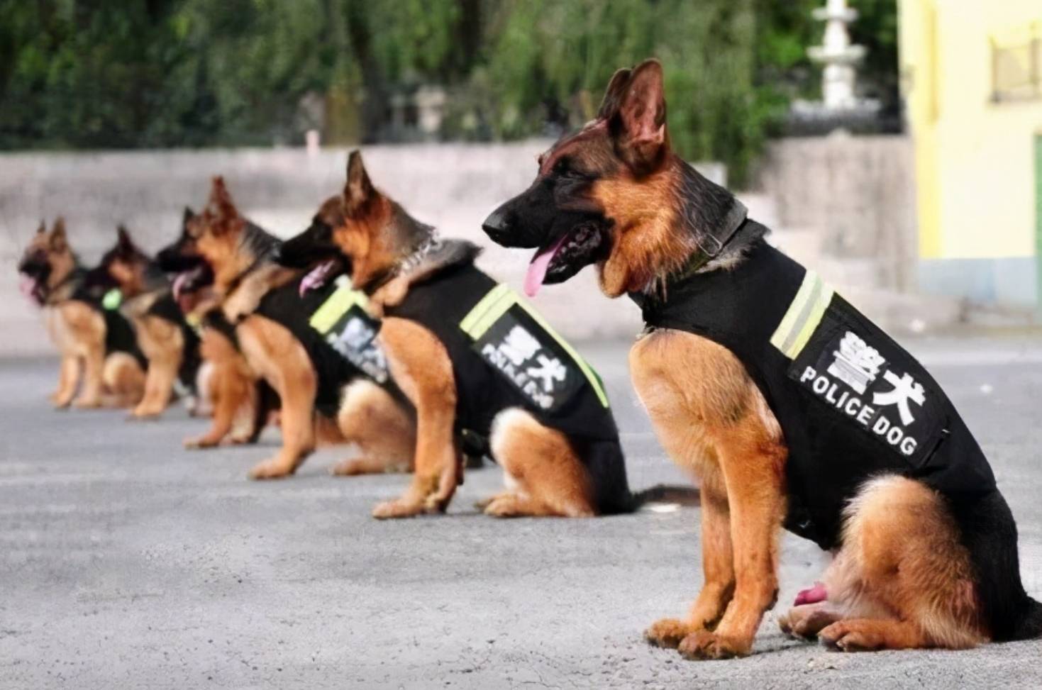 21世纪新警犬图片