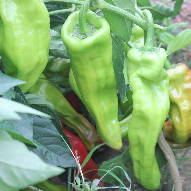 4,根据辣椒不同生长阶段,合理安排肥水管理.