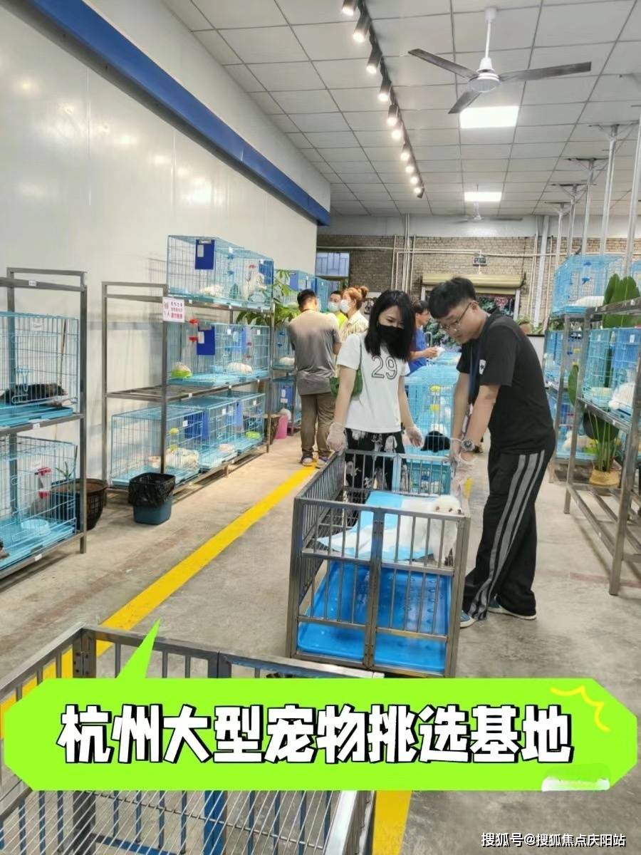 买宠物首页网站杭州萧山区口碑好的宠物店在哪里