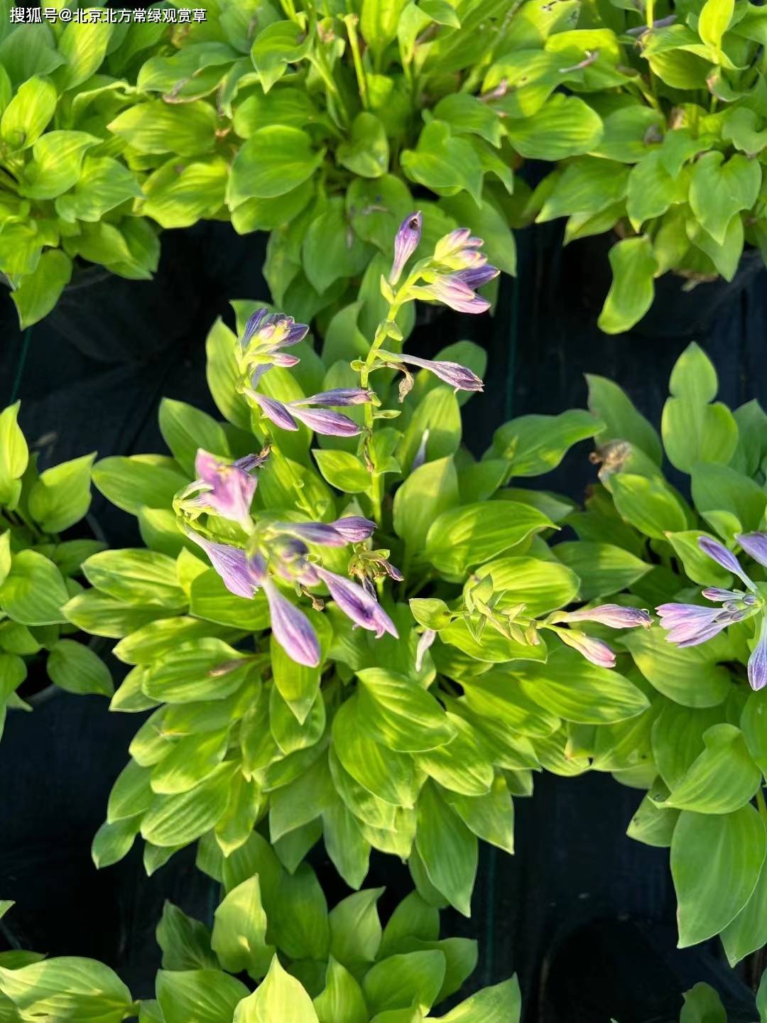 皇家旗帜玉簪耐寒吗耐寒多少度