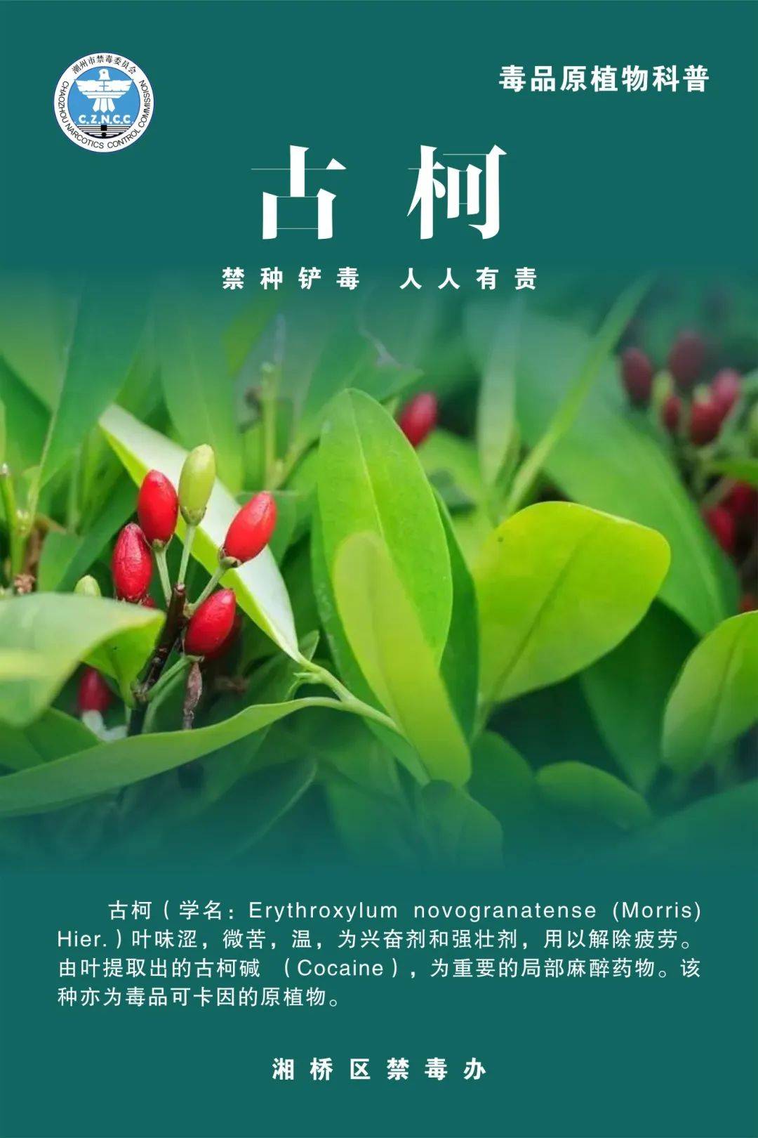 禁种铲毒|毒品原植物小课堂一起来学