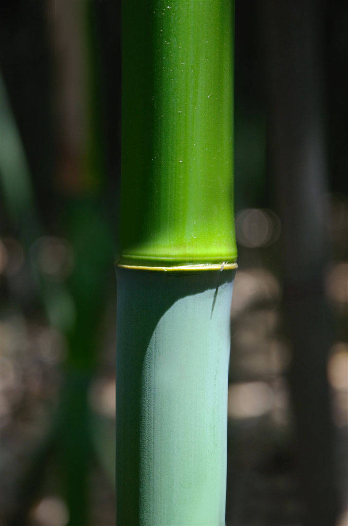 我见到的山东本土野生植物(50)淡竹