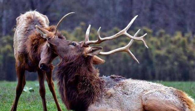 这种疾病首先被注意到是因为兽医报告说鹿变得消瘦,并且伴随有虚弱