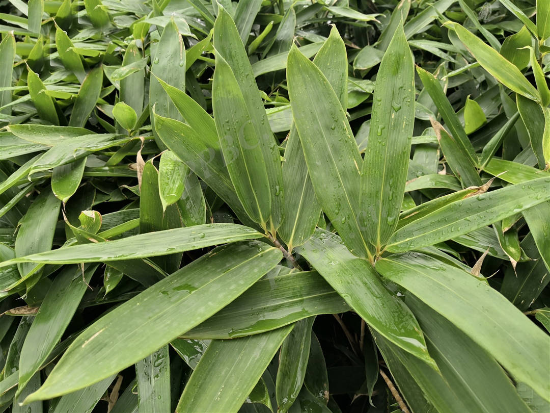 十种常见阔叶类植物图片