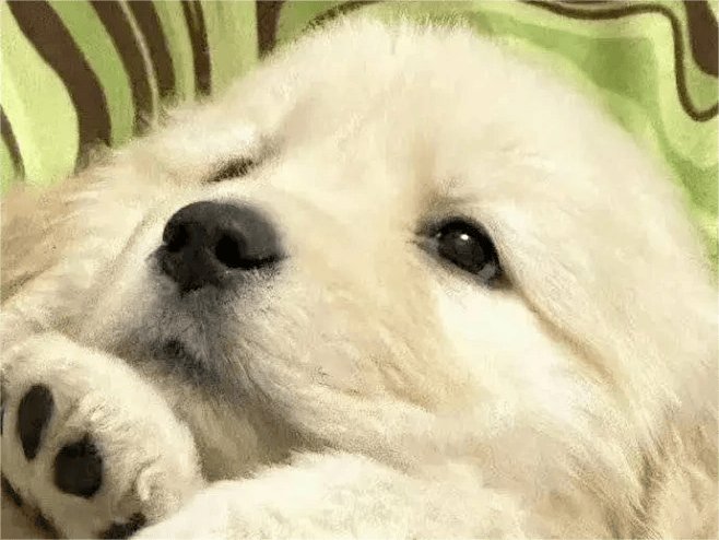 这些对狗狗有害的物品要马上处理_有毒_成分_症状