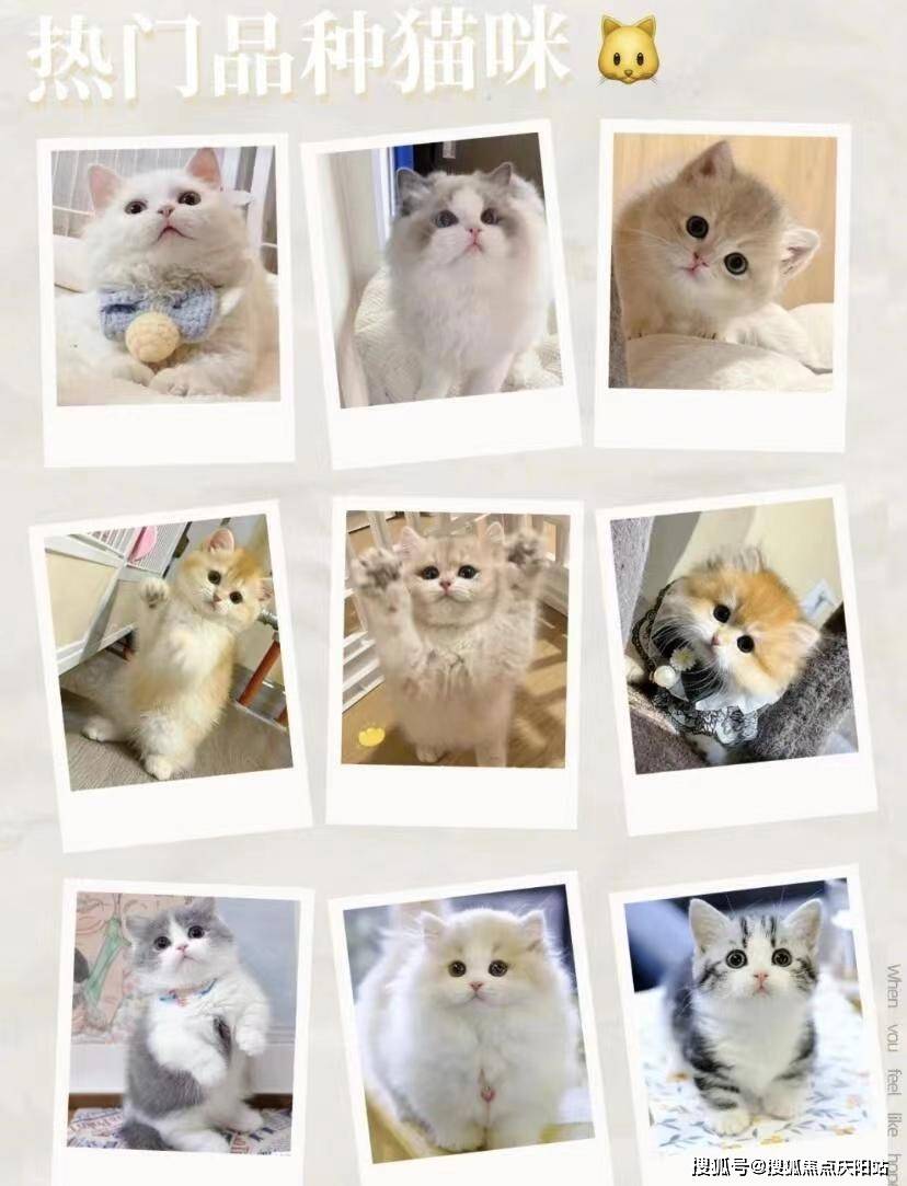 买布偶首页网站丨贵阳观山湖区哪里有布偶幼猫卖