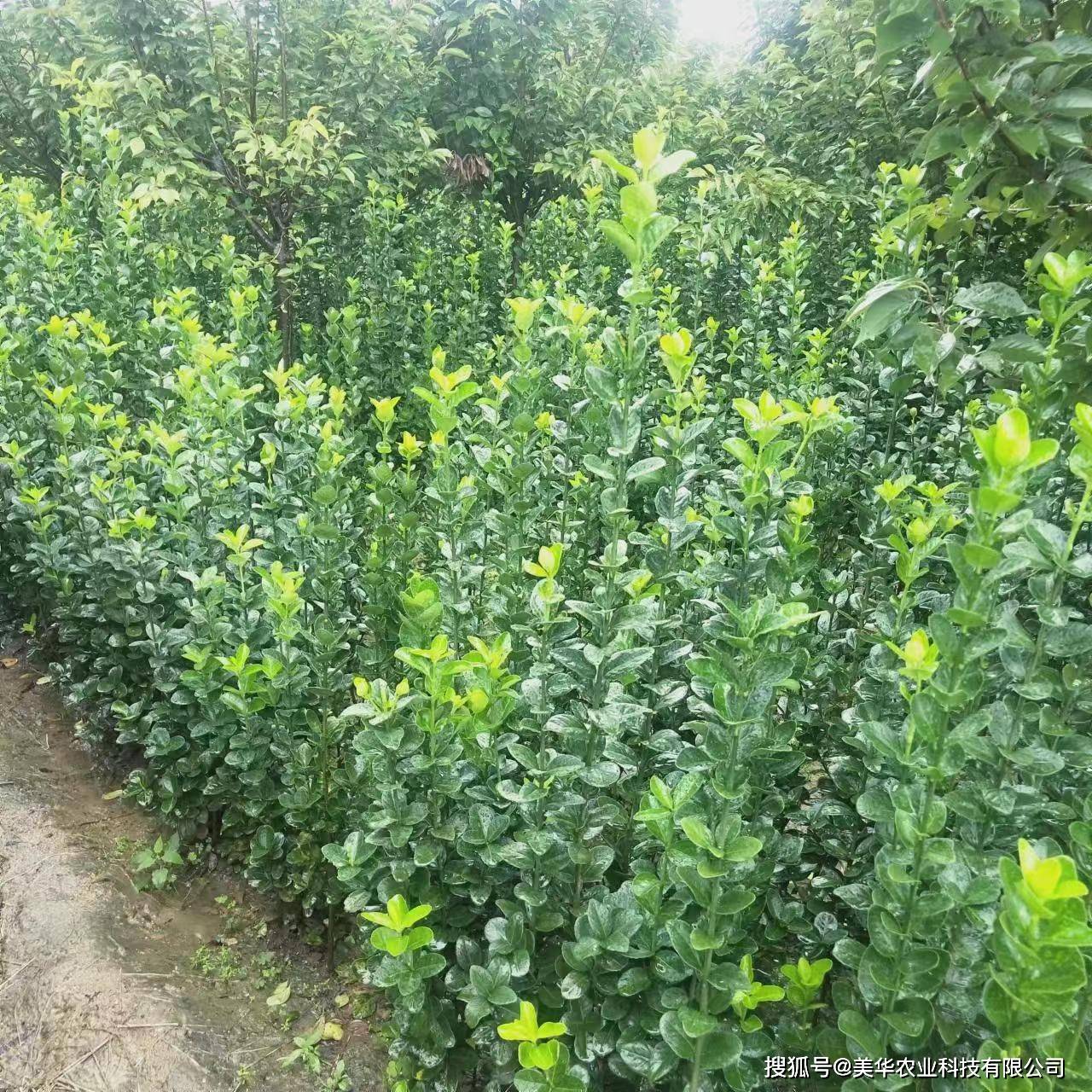 9℃的低温,耐旱能力也优于普通大叶黄杨.